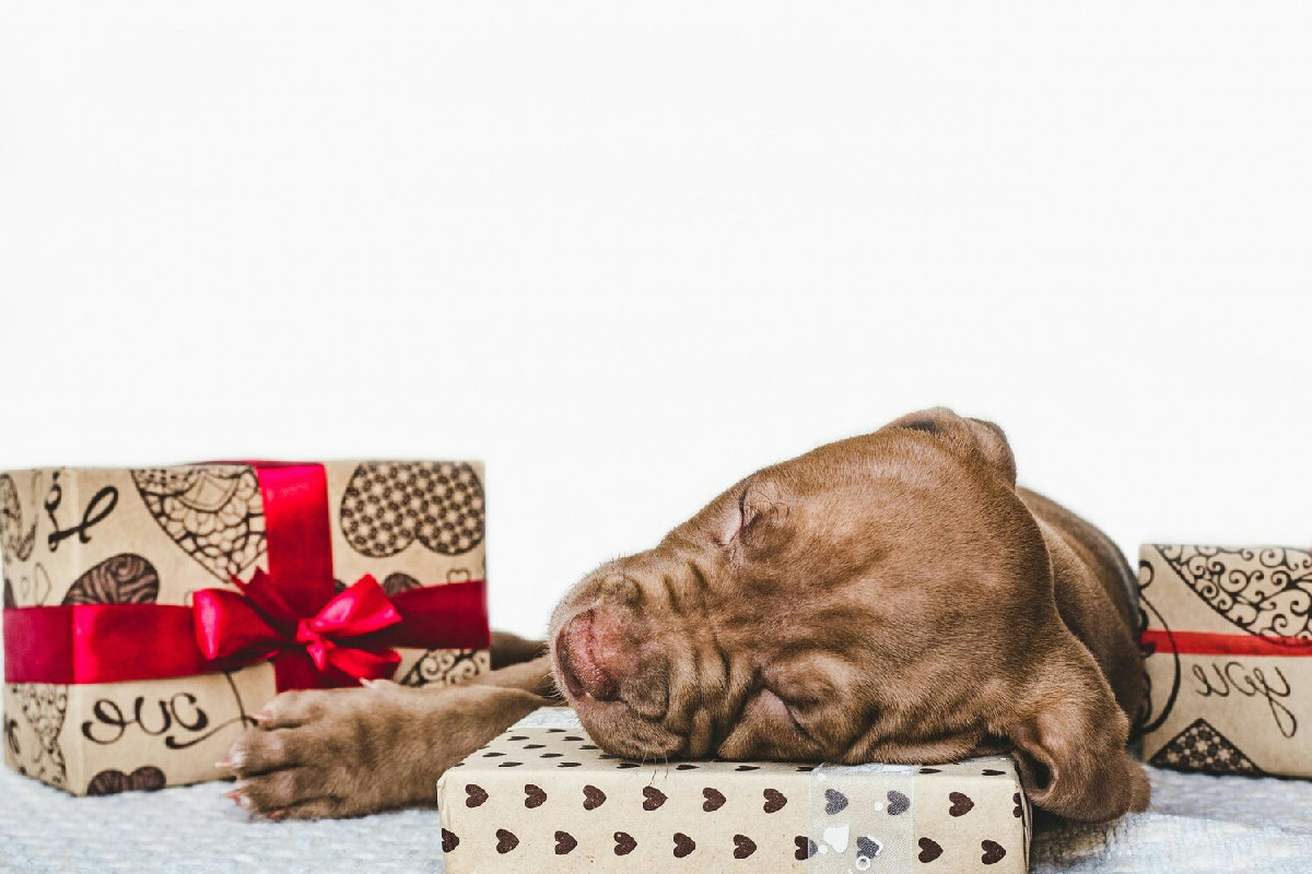 7 idee originali ed economiche per un regalo di Natale al cane che lo renderà felicissimo