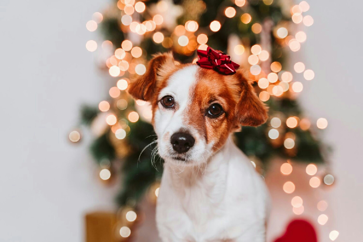 7 idee originali ed economiche per un regalo di Natale al cane che lo renderà felicissimo