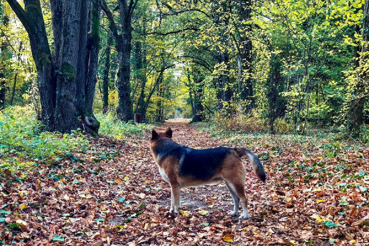 7 piante tossiche nei prati e boschi che rappresentano un pericolo per la vita degli amici a quattro zampe
