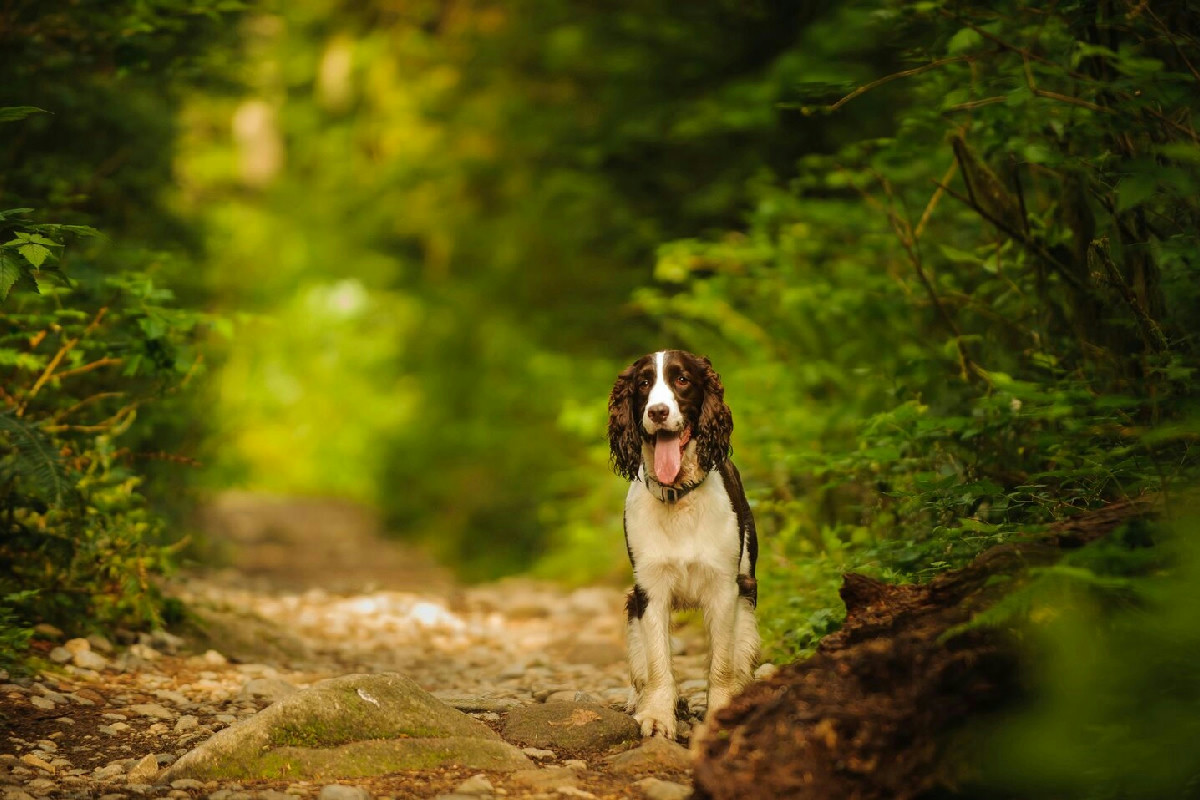 7 piante tossiche nei prati e boschi che rappresentano un pericolo per la vita degli amici a quattro zampe
