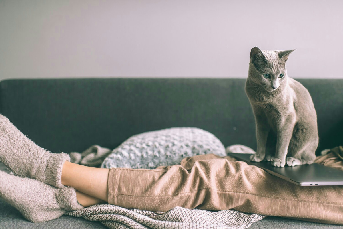 L’arrivo del gatto in casa: la convivenza trasforma le abitudini e richiede impegno costante