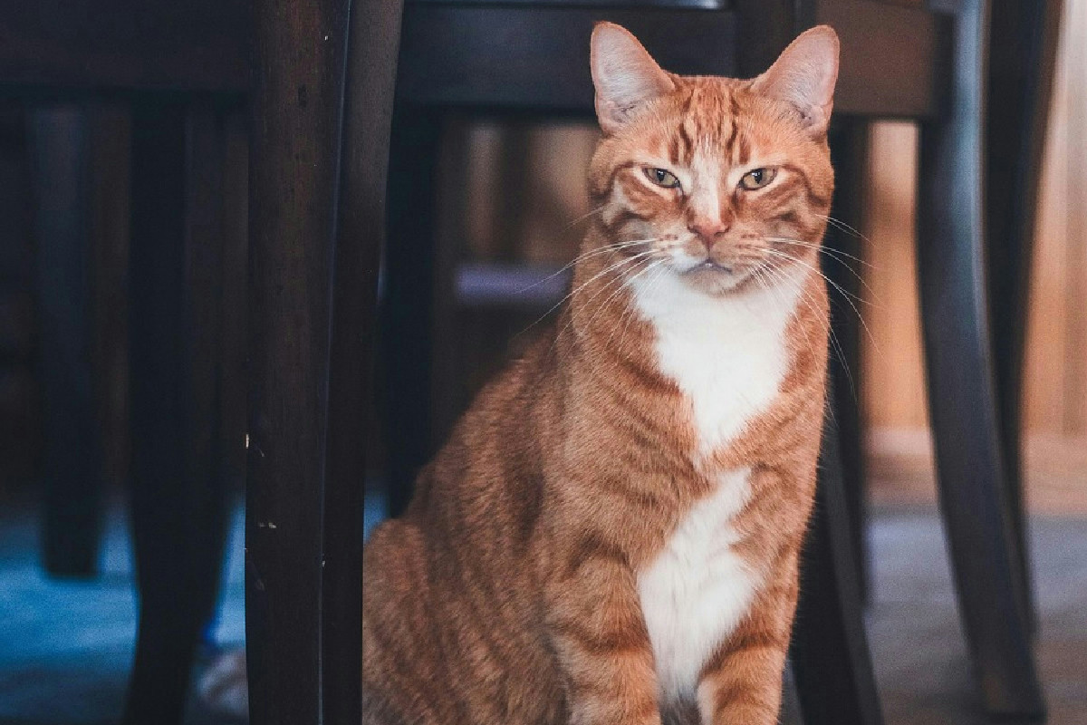Il mantello arancione dei gatti: cause naturali e curiosità sul pelo rossiccio nei felini
