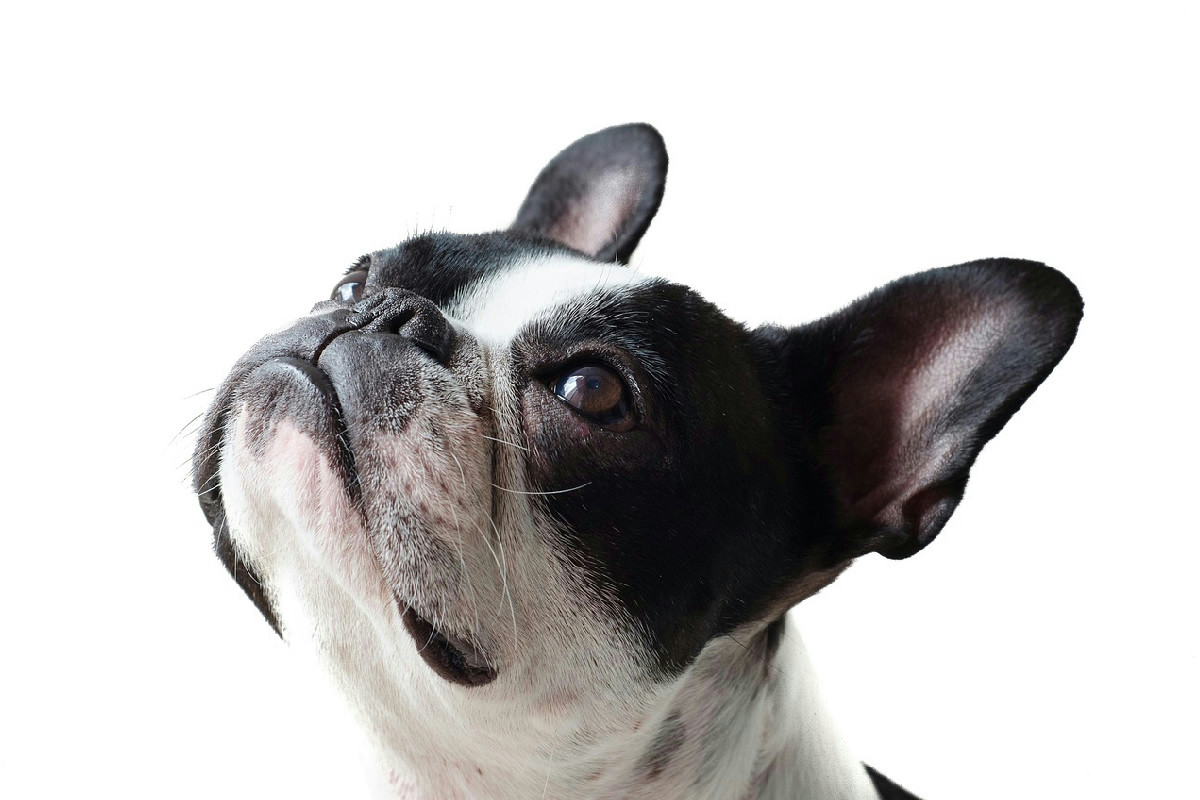 La passione per gli animali dal muso corto cresce nelle case italiane, tra stile e carattere distintivo