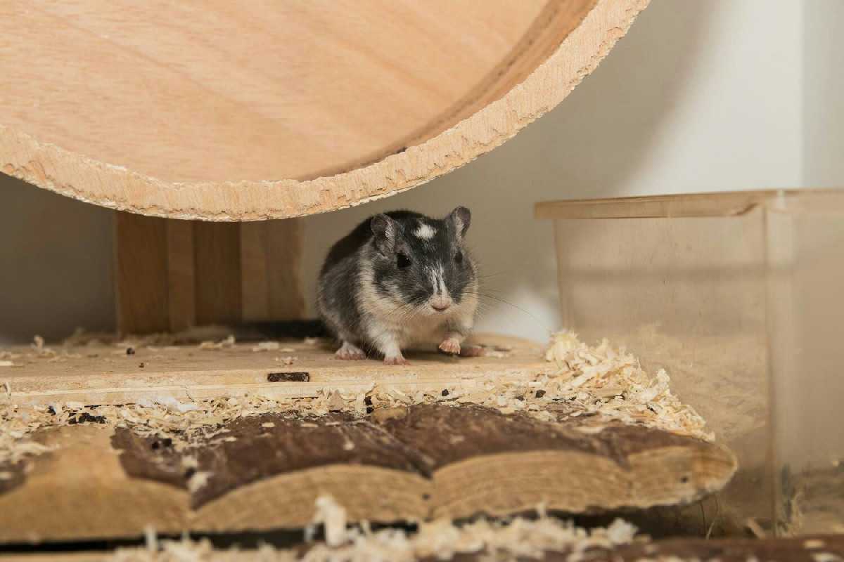 Proteggere i roditori in casa e all’aperto durante l’inverno per superare il freddo intenso