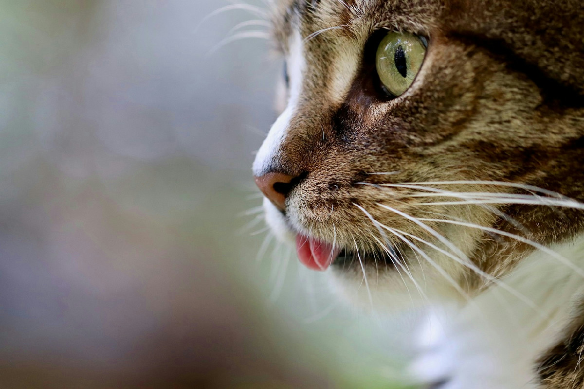 Quando un gatto invecchia, il colore dei baffi cambia: scopri i motivi di questo segno naturale