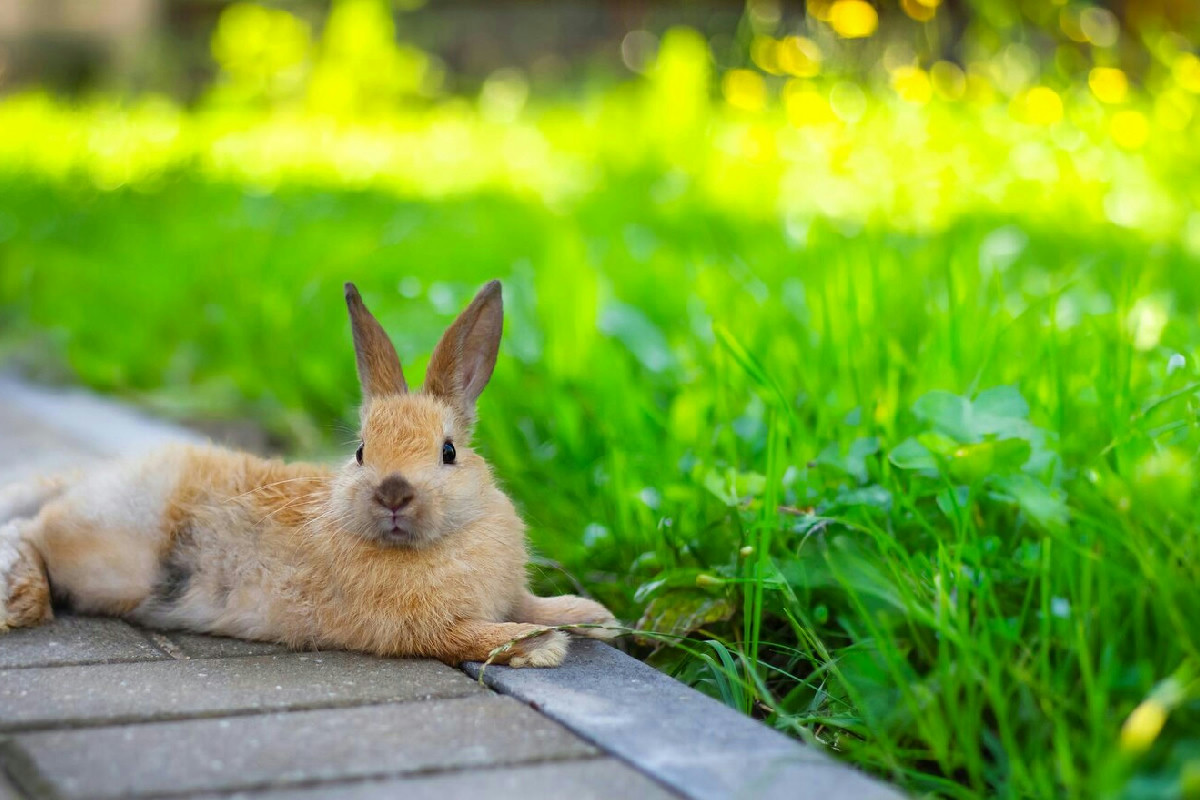 Regole fondamentali per proteggere il coniglio in giardino assicurandogli un rifugio sicuro e tranquillo