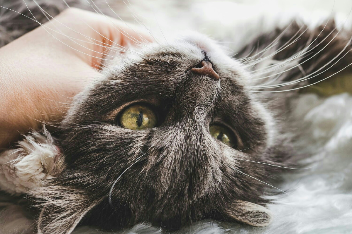 Segnali da riconoscere per individuare tempestivamente le infezioni alle orecchie nei gatti e intervenire efficacemente