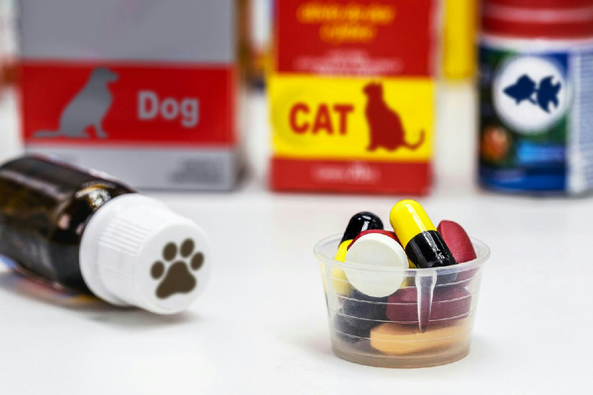 Strategie efficaci per somministrare medicine a cani e gatti mantenendo calma e benessere mentale